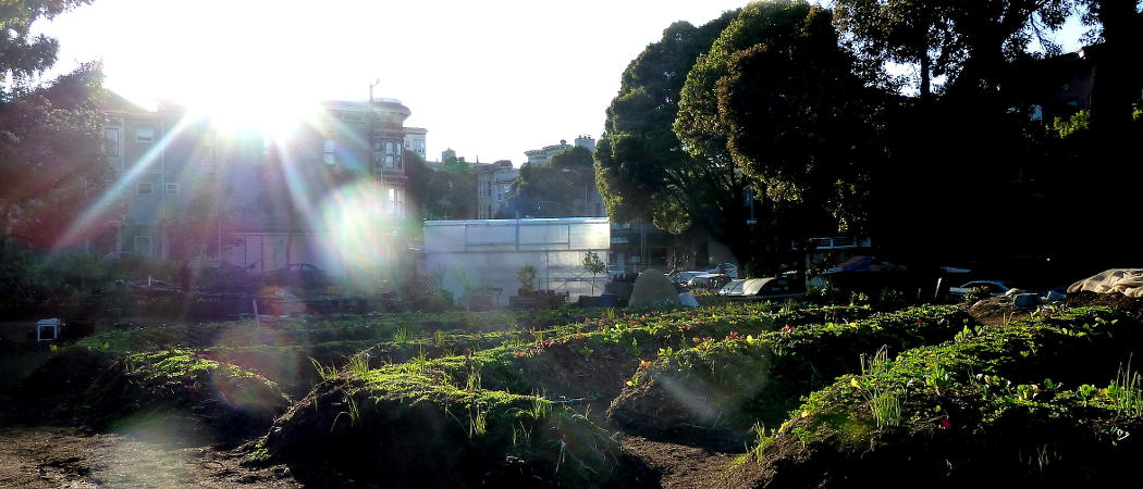 Hayes Valley Farm